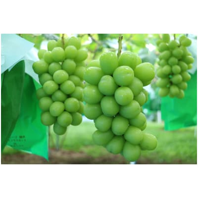 【冷蔵】長野県産シャインマスカット2房(1.2kg以上)