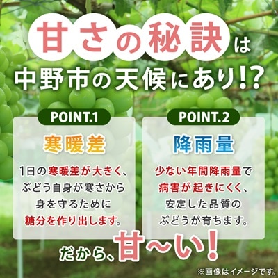 【2025年発送】長野県 中野市産 シャインマスカット4房(2.0kg以上)