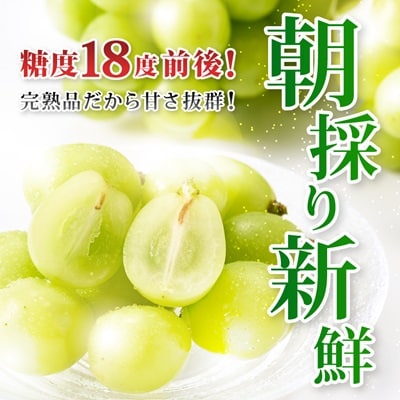 【2025年発送】長野県 中野市産 シャインマスカット2房(1.3kg以上)