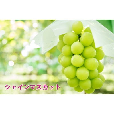 長野県中野市産　冬の彩り「贅沢フルーツ」セット