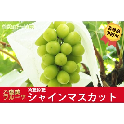 長野県中野市産 シャインマスカット(冷蔵貯蔵) たっぷり5kg