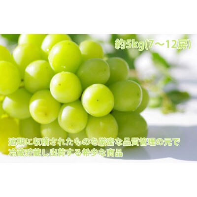 長野県中野市産 シャインマスカット(冷蔵貯蔵) たっぷり5kg
