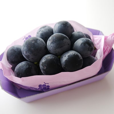厳選!濃厚大房ナガノパープル　秀品　1房(約600g)