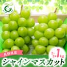 【2025年先行受付】シャインマスカット 1kg(2～3房)