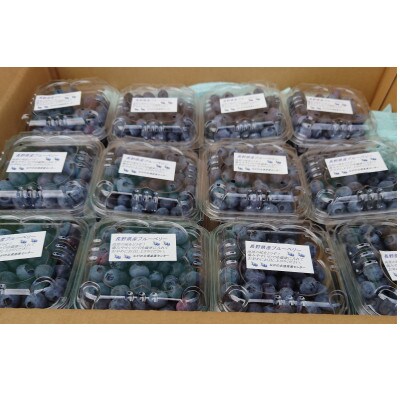 信州　中野市産ブルーベリー100g 24パック入り