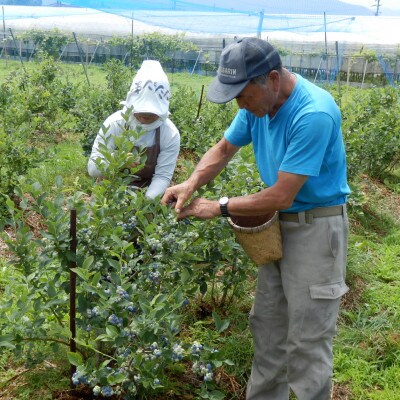 信州　中野市産ブルーベリー100g 24パック入り