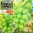 長野県中野市産ぶどう・シャインマスカット秀品 2kg箱 3～5房入り
