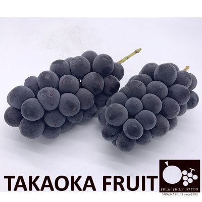 「産地より信州中野の旬をお届け」 種なし巨峰　贈答用　約1kg　
