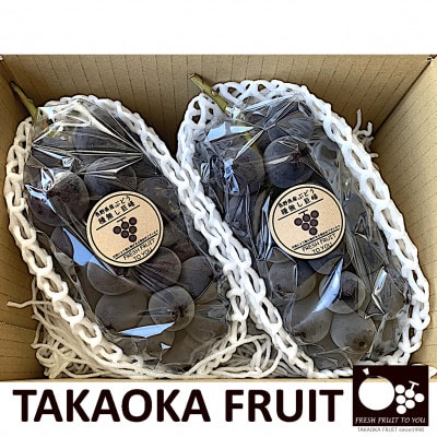 「産地より信州中野の旬をお届け」 種なし巨峰　贈答用　約1kg　