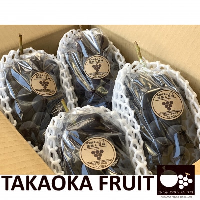 「産地より信州中野の旬をお届け」 種なし巨峰　贈答用　約1.8kg　