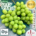 「産地より信州中野の旬をお届け」 シャインマスカット　贈答用　約1kg　