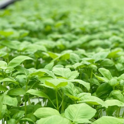 朝採れ信州産バジルのジェノベーゼソース 120g×4本