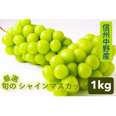 【厳選 旬のシャインマスカット1kg】フルーツ大国信州中野産