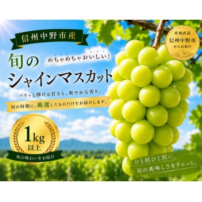 【厳選 旬のシャインマスカット1kg】フルーツ大国信州中野産