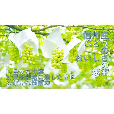 【厳選 旬のシャインマスカット1kg】フルーツ大国信州中野産