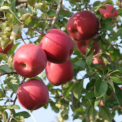 この冬お届け!贅沢 シャインマスカット1房 + 完熟ふじ(りんご)4玉入 長野県産 フルーツギフト