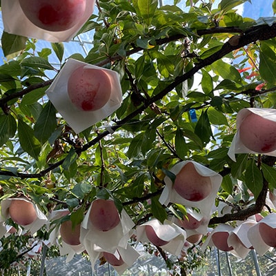 長野県オリジナル品種　数量限定のプラム【麗玉(R)】1玉250g化粧箱(糖度18度以上保証)