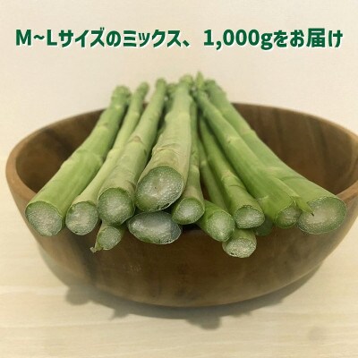 長野県中野市産 朝採れ グリーンアスパラガス M～Lサイズ 1000g