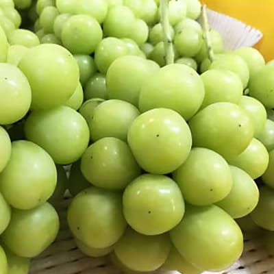 【たかやしろファーム】　シャインマスカットスパークリング 720ml