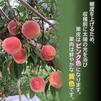黄金桃 約3kg(8～12玉)