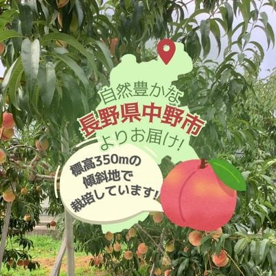 黄金桃 約3kg(8～12玉)