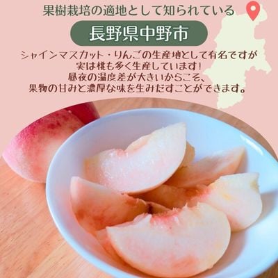 【旬にあわせたおいしい桃をお届け!】贈答用　桃  3kg(品種おまかせ 9～11玉)