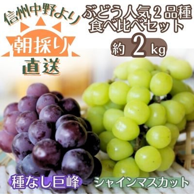 【信州中野から朝採りをお届け!】ぶどう人気2品種食べ比べセット(約2kg)