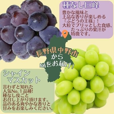 【信州中野から朝採りをお届け!】ぶどう人気2品種食べ比べセット(約2kg)