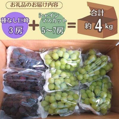 【信州中野から朝採りをお届け!】ぶどう人気2品種食べ比べセット(約4kg)