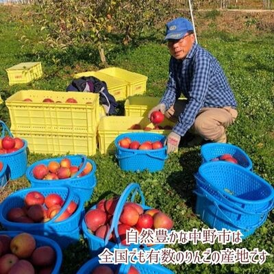 【先行受付】りんご シナノゴールド 家庭用 10kg