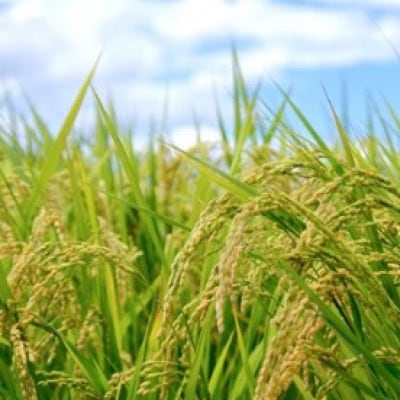 お米　コシヒカリ(はぜかけ米)精米　5kg