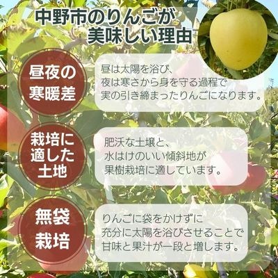 シナノゴールド贈答用5kg