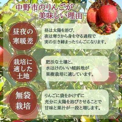 サンふじ 贈答用 約10kg(24～40玉)