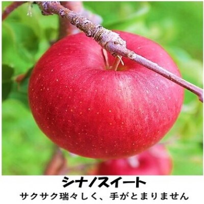 信州りんごシナノスイート　7個～12個(計約2.8kg)