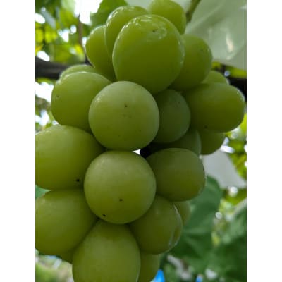 シャインマスカット優品　1kg