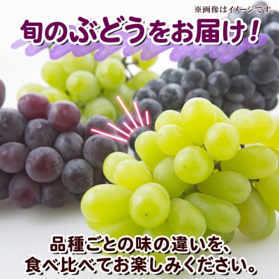〈2025年先行受付〉訳あり ぶどう 房 2種以上 食べ比べ2パック(計800g以上) 信州丸幸農園