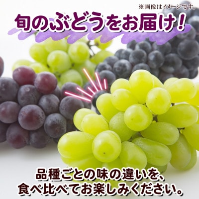 【2026年先行受付】訳あり ぶどう 房 2種 食べ比べ 計2パック(計800g以上) 信州丸幸農園