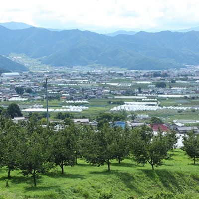 【2026年発送】フルーツ王国　長野県信州直送　ワッサークイン　約3kg(9～12玉)