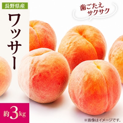 【2027年発送】フルーツ王国　長野県信州直送　ワッサークイン　約3kg