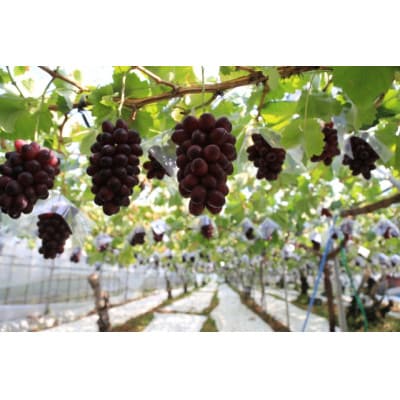 長野県信州産　産地直送　ナガノパープル　1kg(1～3房)