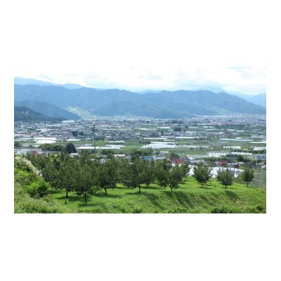 長野県　信州産　産地直送　ナガノパープル　2kg(3～5房)