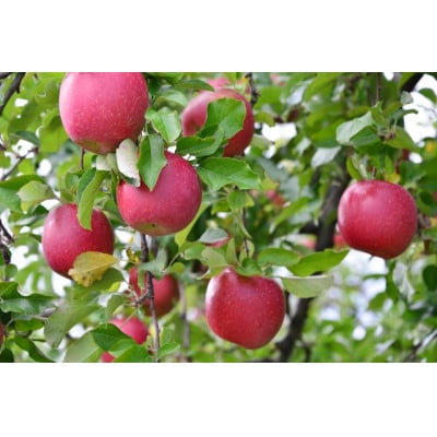 【2025年発送】フルーツ王国　長野県産 りんご　紅玉(こうぎょく)　約5kg(10～18玉程度)