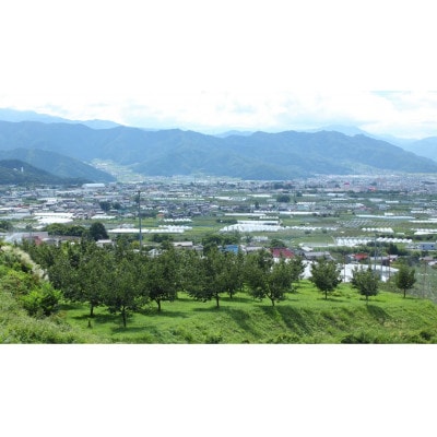 【2025年発送】フルーツ王国　長野県産 りんご　秋映(あきばえ)　約1.5kg(3～5玉程度)