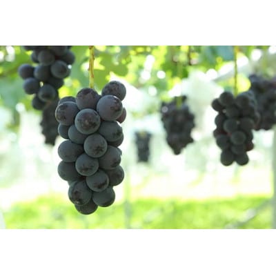 【2025年先行受付】信州 産地直送　皮ごと食べられるナガノパープル　約5kg(5～10房)