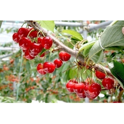 【2025年発送】産地直送　信州中野産　さくらんぼ　紅秀峰　約2.4kg(約100g×24パック)