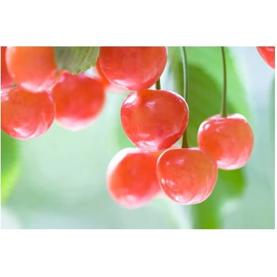 【2025年発送】　信州中野産　さくらんぼ　佐藤錦　約2.4kg(約100g×24パック)