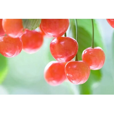 【2025年発送】北信州のさくらんぼ 約300g(約100g×3パック)品種おまかせ　贈答にも