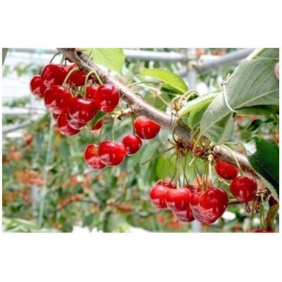 【2025年発送】フルーツ王国信州中野産　さくらんぼ　紅秀峰　約1.5kg(約100g×15パック)