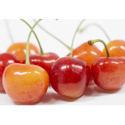 【2025年発送】フルーツ王国　信州中野産　さくらんぼ　高砂　約1.5kg(約100g×15パック)