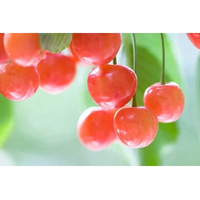 【2025年発送】フルーツ王国　信州中野産　さくらんぼ　佐藤錦　約800g(約100g×8パック)